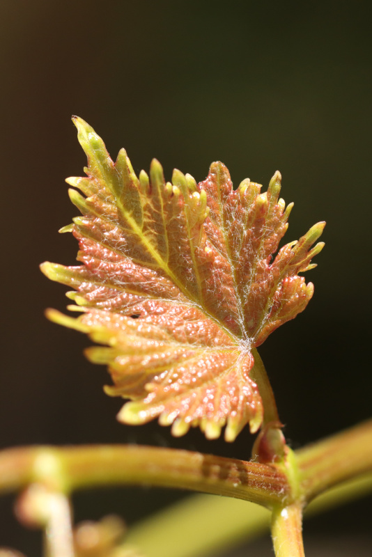 Vine Leaf